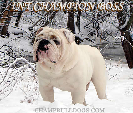 English Bulldog picture